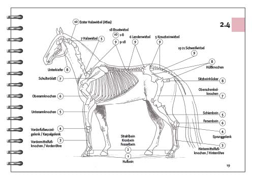 Das Pferde-ABC - Anatomie / Arbeitsheft für Lehrkräfte