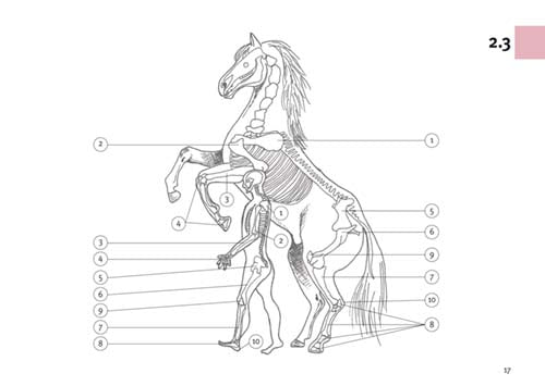 Das Pferde-ABC - Anatomie / Buch mit Softcover