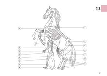Laden Sie das Bild in den Galerie-Viewer, Das Pferde-ABC - Anatomie / Buch mit Softcover