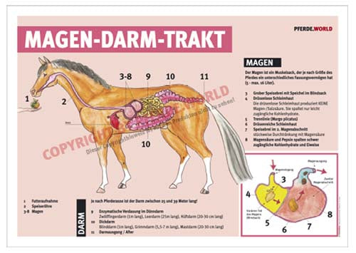 Lehrplakat "Magen-Darm-Trakt"